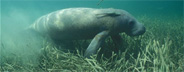 Manatee in seagrass